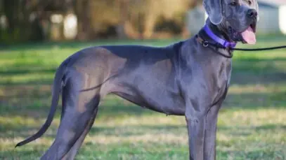 Dogue alemão