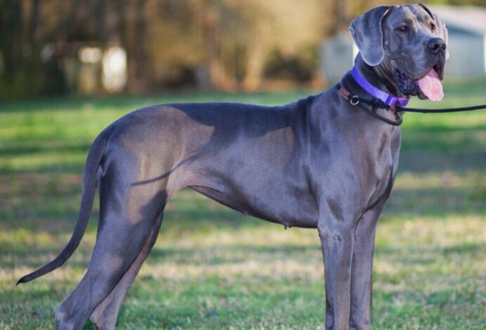 Dogue alemão
