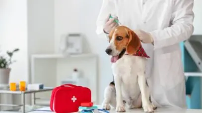 Seguro para pets