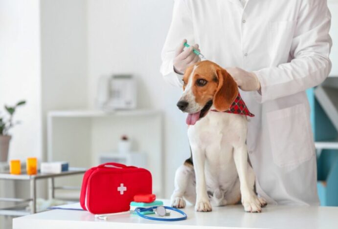 Seguro para pets