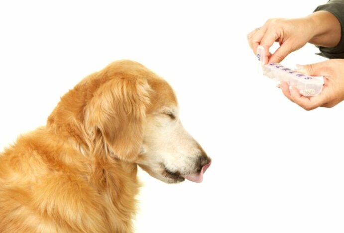 ômega 3 para cachorro