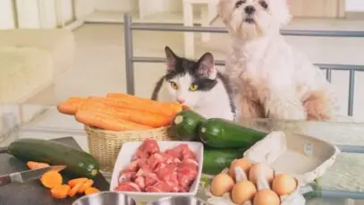 alimentação natural para pets
