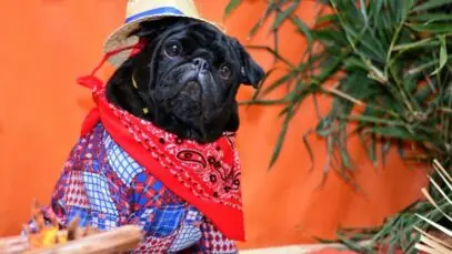 Festa junina pet