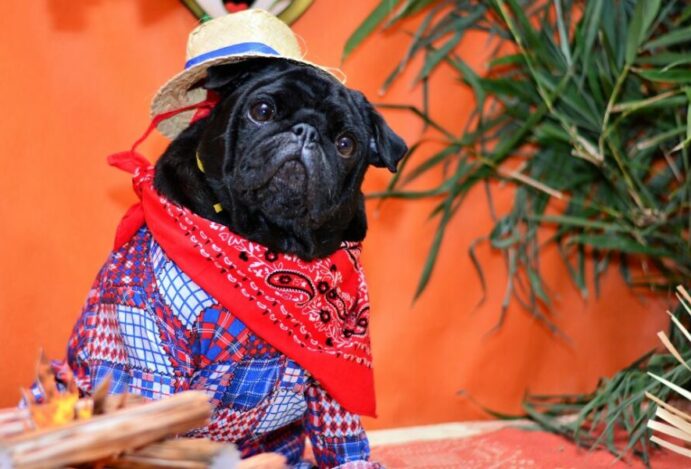 Festa junina pet