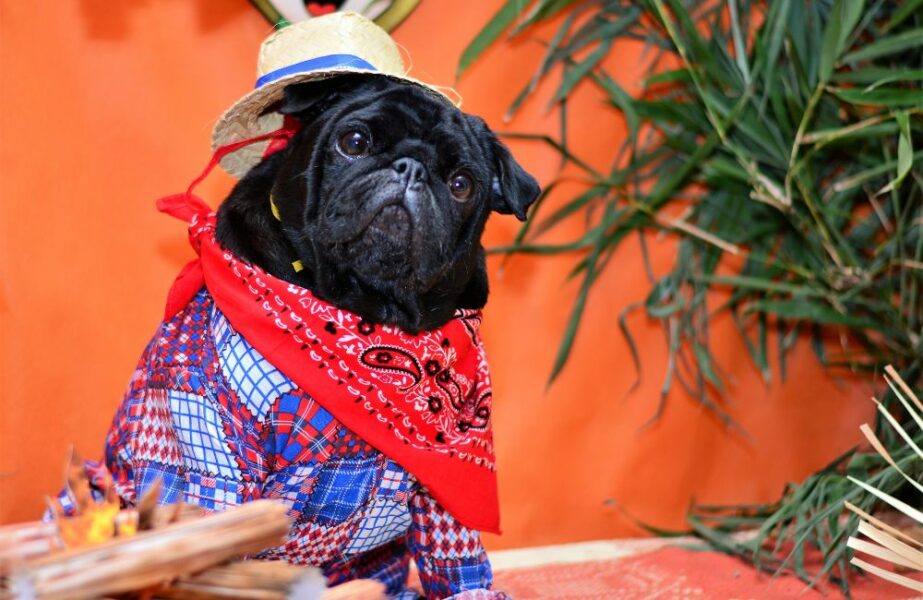 Festa junina pet