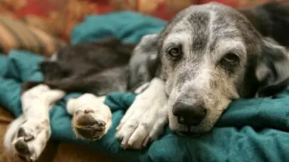 doenças de inverno nos pets
