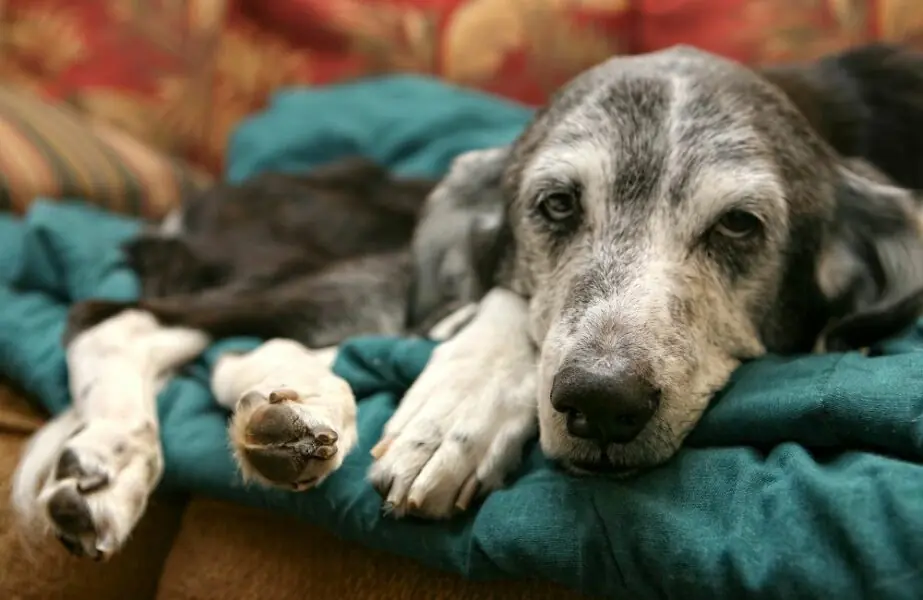 Design sem nome (43) doenças de inverno nos pets