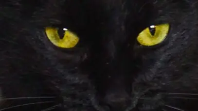 visão dos gatos