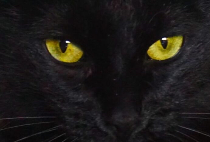 visão dos gatos