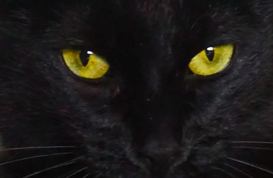 visão dos gatos