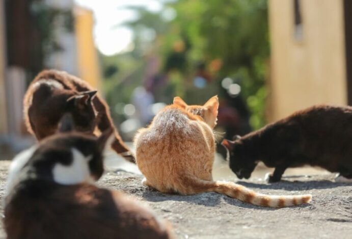 Pet