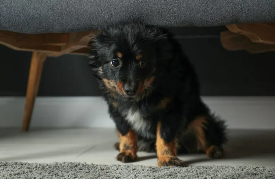 Design sem nome (51) Cachorro com medo