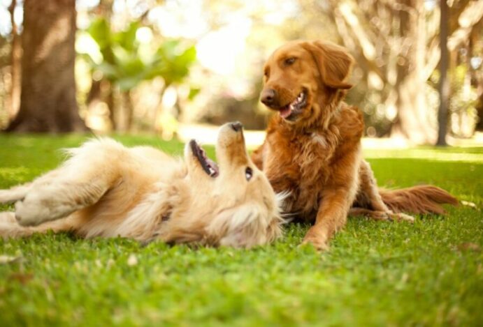 nomes de cães