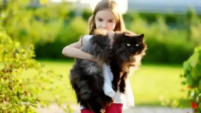 Gatos gigantes