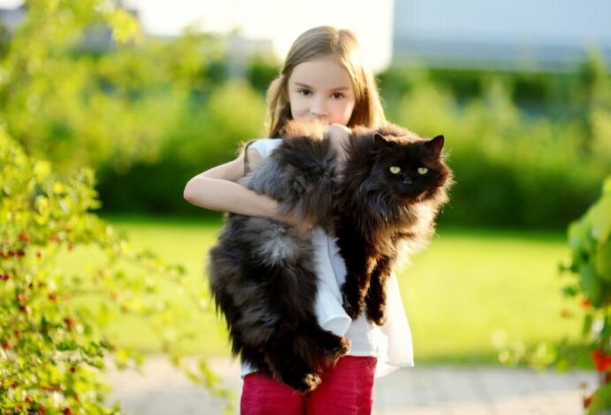Gatos gigantes