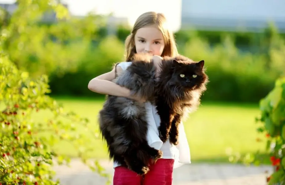 Design sem nome (58) Gatos gigantes