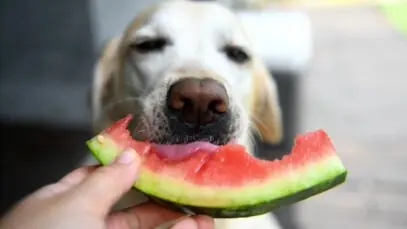 Frutas para cachorro