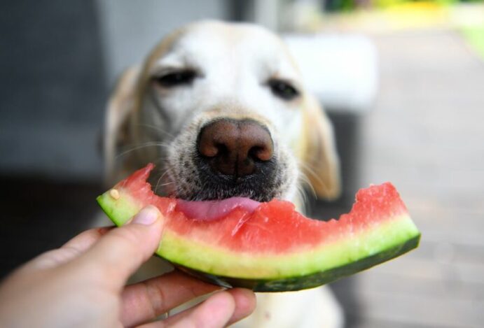 Frutas para cachorro