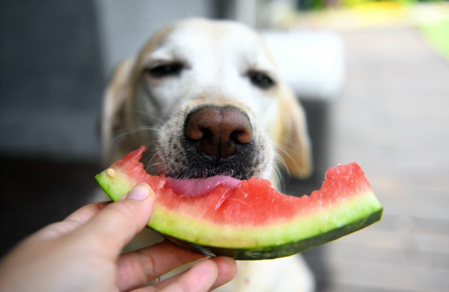 Frutas para cachorro