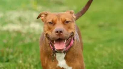 tipos de pitbull