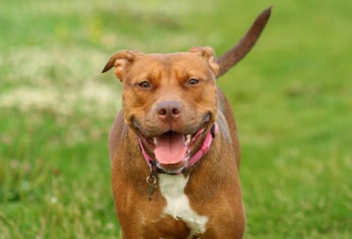 tipos de pitbull
