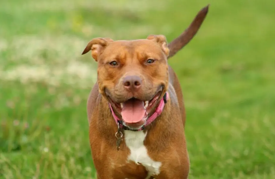 tipos de pitbull