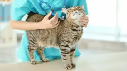 vacinas para gatos
