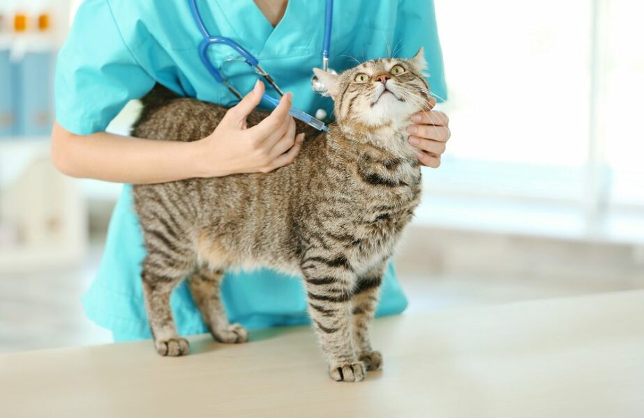 vacinas para gatos