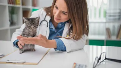 Cat Congress