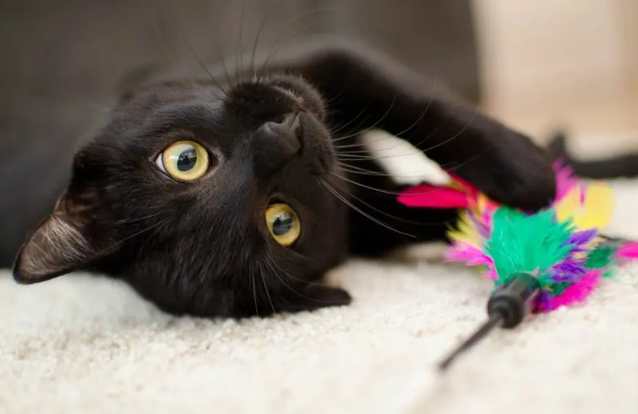 Melhores opções de brinquedos para gatos