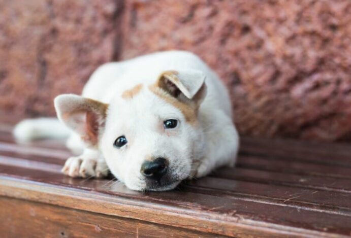 Motivos e eventos que podem deixar um cachorro triste