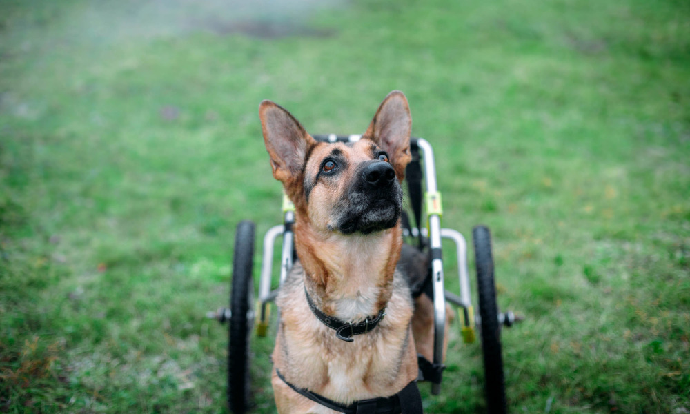 Pets com deficiência