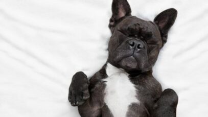 Cachorro dormindo