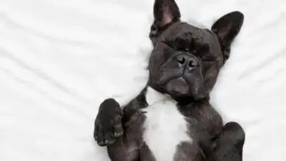 Cachorro dormindo