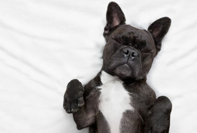 Cachorro dormindo