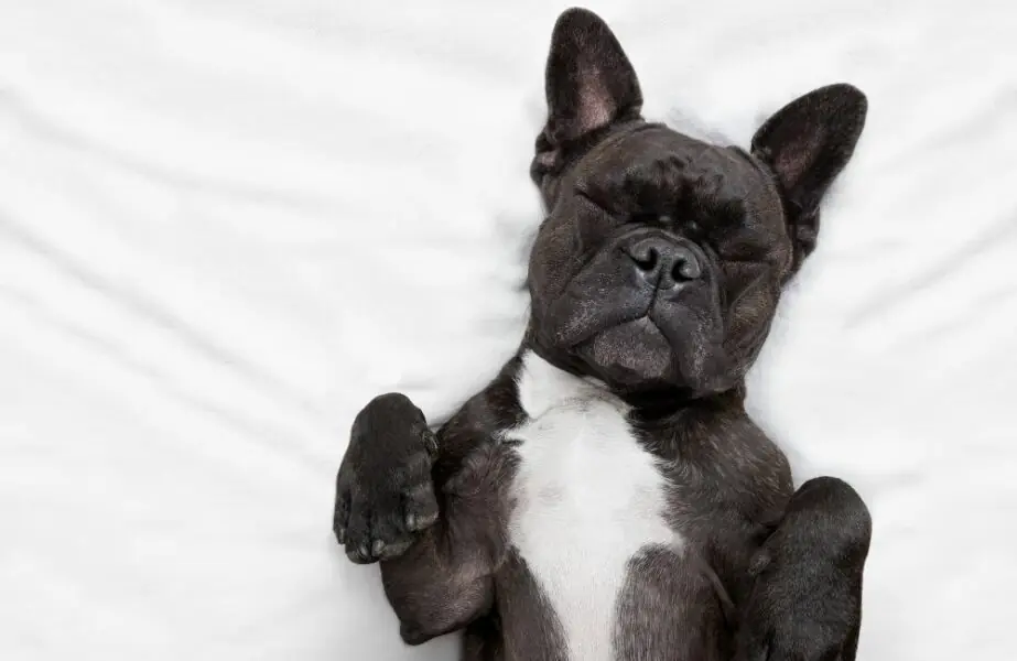 Significado das posições de cachorro dormindo Cachorro dormindo