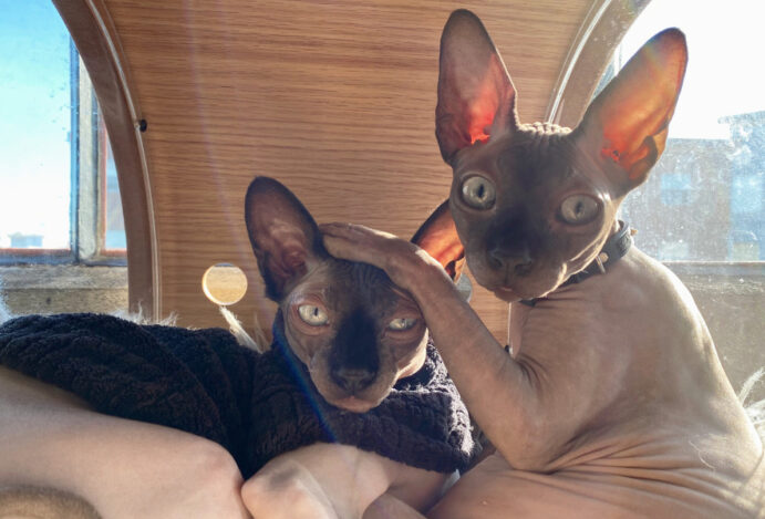 Sphynx, o curioso gato sem pelos