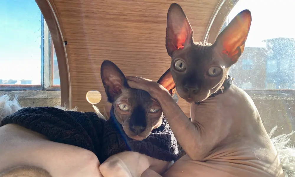 Sphynx, o curioso gato sem pelos Sphynx, o curioso gato sem pelos