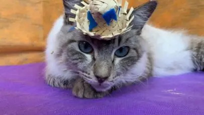Adote Um Gatinho