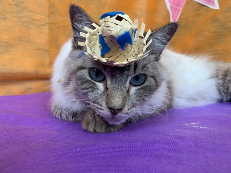 Vem aí o Arraial da Adote Um Gatinho Adote Um Gatinho