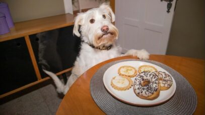 diabetes em cães e gatos