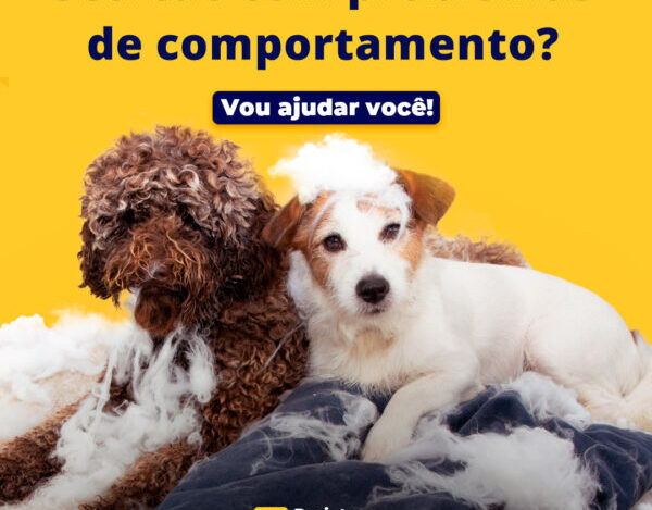 Cachorros