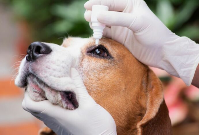 Doenças oculares em cães