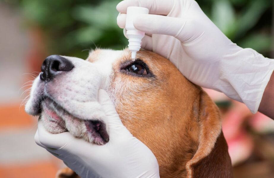 Doenças oculares em cães