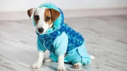 Pets no inverno