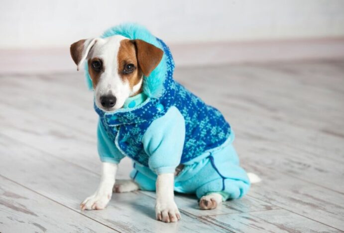 Pets no inverno