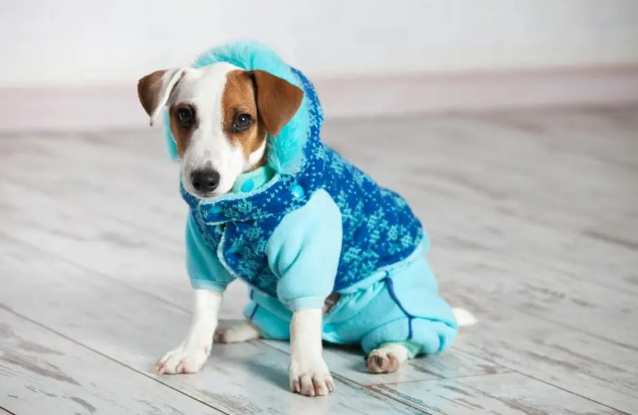 Pets no inverno