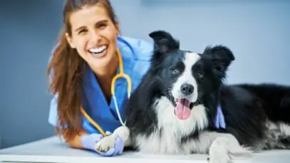 médicos-veterinários