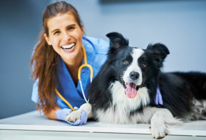 médicos-veterinários