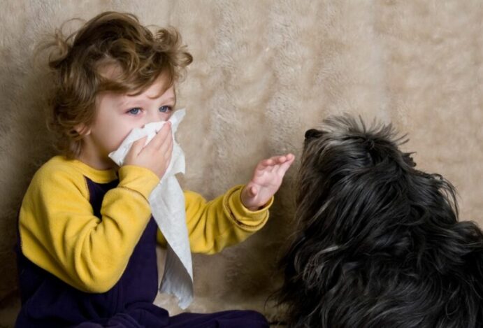 Alergia a cães